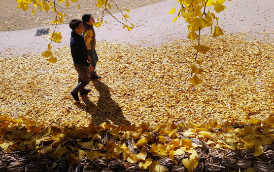 16일 전남 강진군 강진읍 영랑생가 마당의 은행나무 잎이 노랗게 물들어 있다.